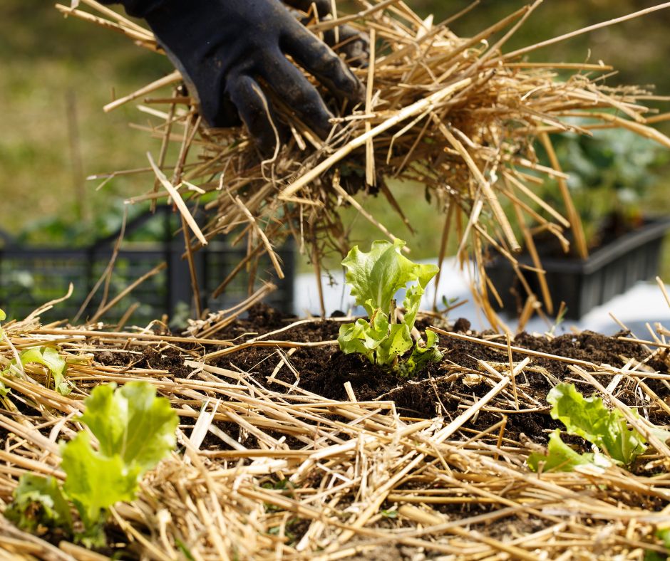 A gardener adding straw mulch to a raised garden bed with lettuce seedlings.