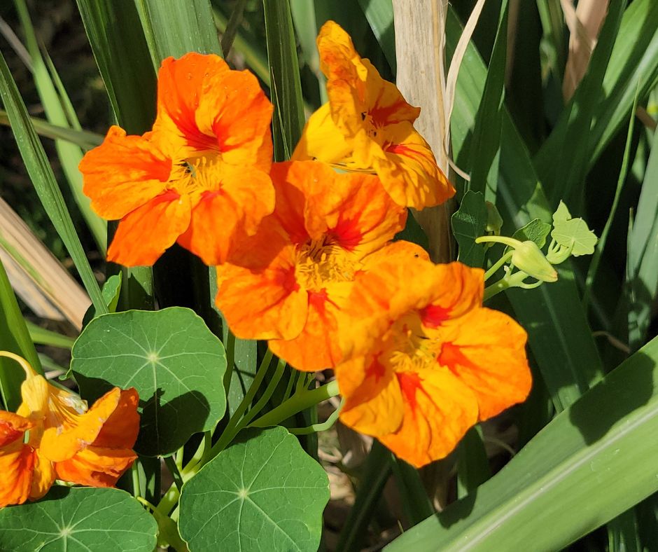 Orange and red edible nasturtium flowers growing in a container garden.