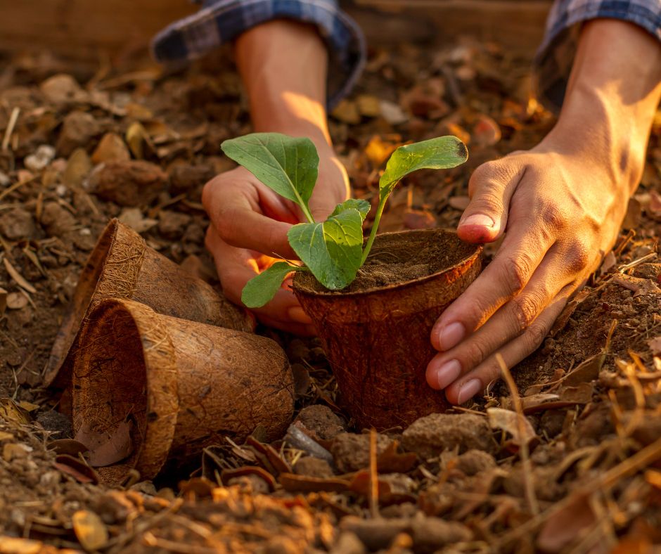 Two hands planting a seedling into garden soil.