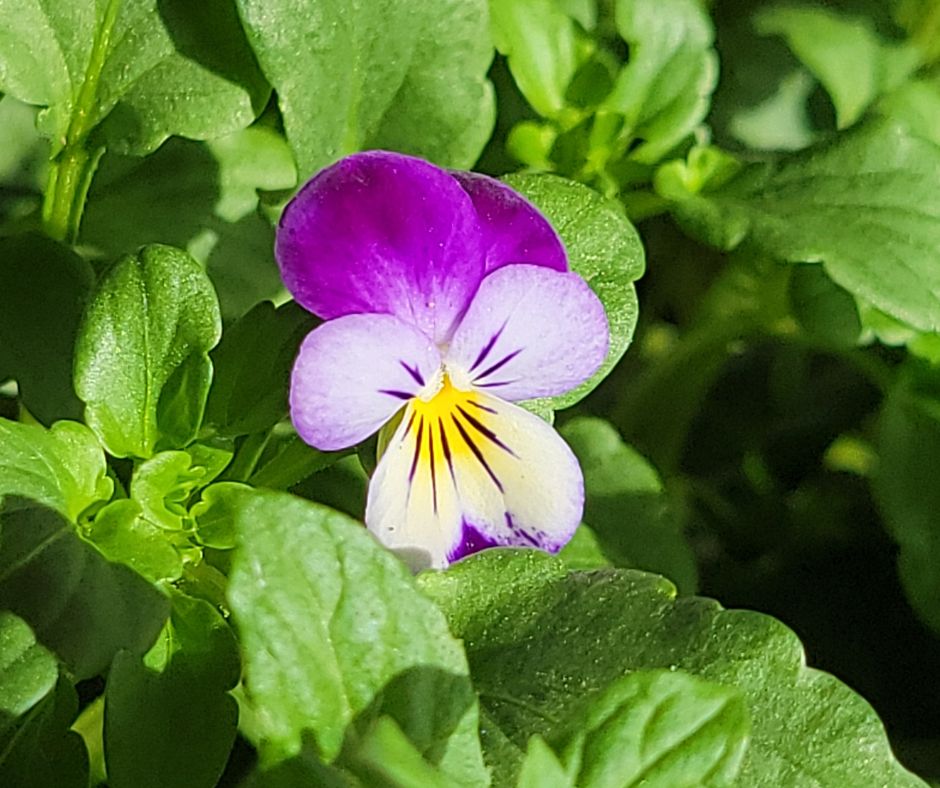 A purple, pink and yellow pansy growing a garden.