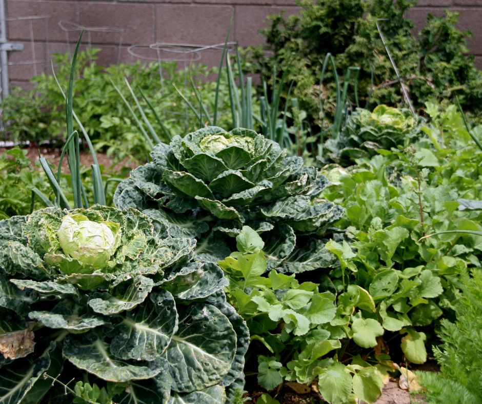 A late spring garden will mature cabbage, onions, and flowering radish.
