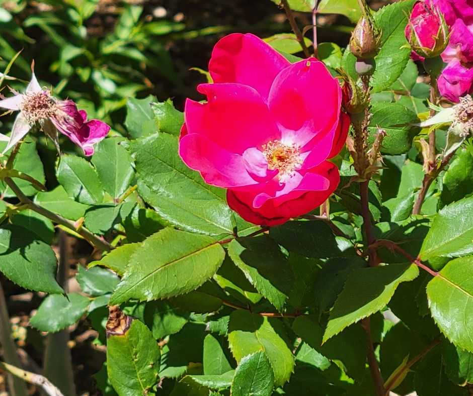 Dark pink edible rose hip flowers.