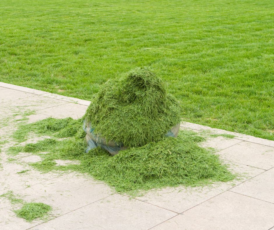 A pile of fresh grass clippings on a walkway  adjacent to a lawn.