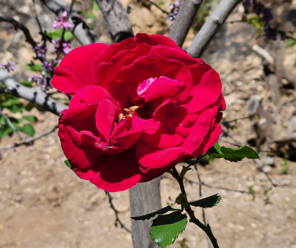 A large red rose.