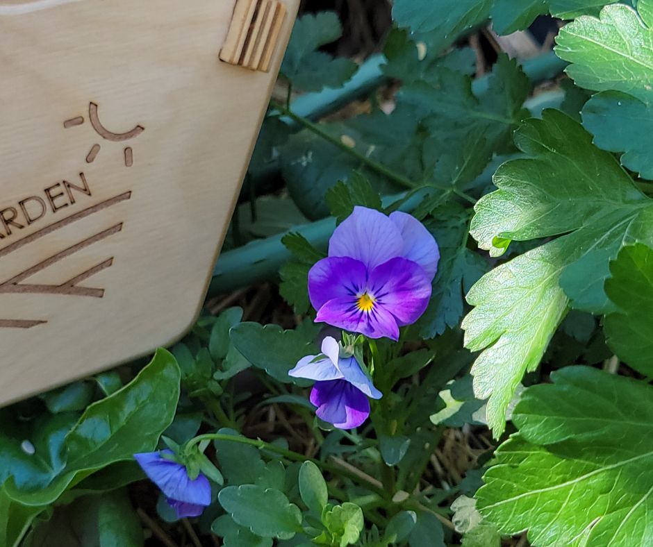 A deep purple violet growing in a raised garden bed.