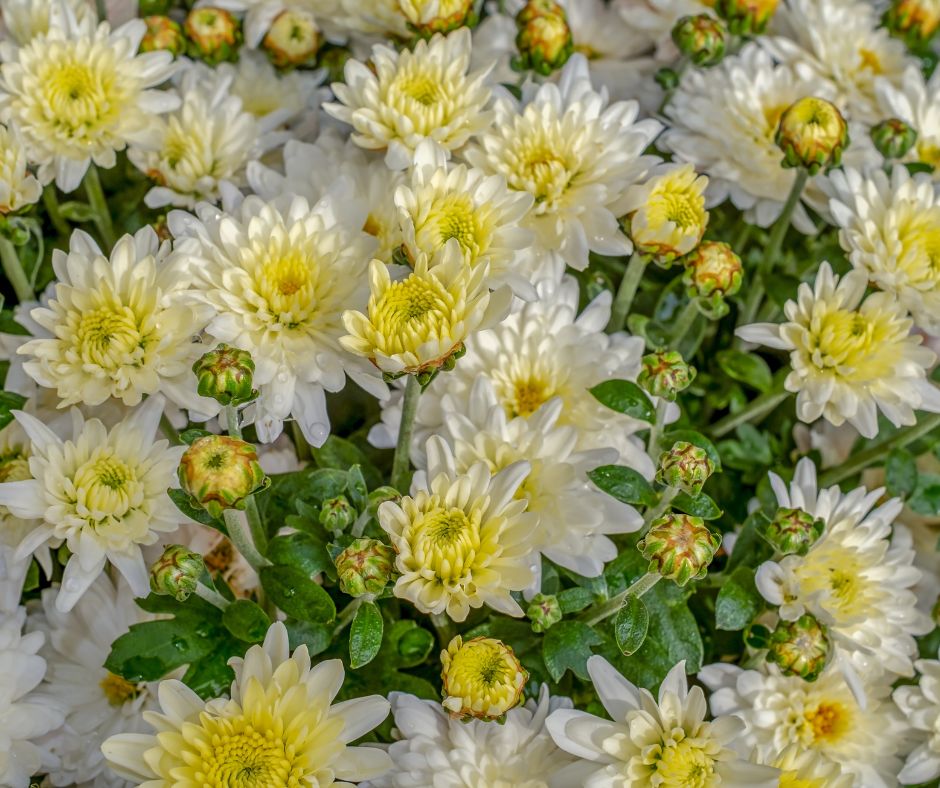 Many white and yellow chrysanthemum flowers growing a pot.