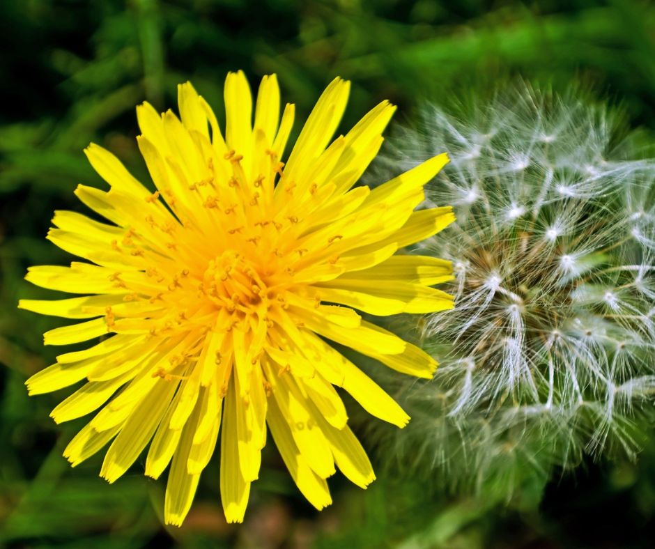 A bright yellow dandelion flower.