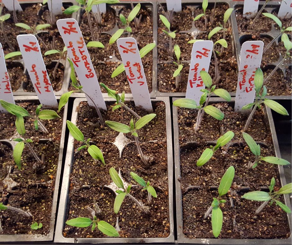 Many vegetable seed trays filled with soil growing a variety of tomato seedlings at the first true leaf stage.