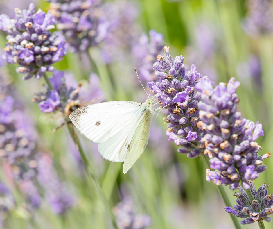 A white butterfly drinking nectar on lavender flowers.