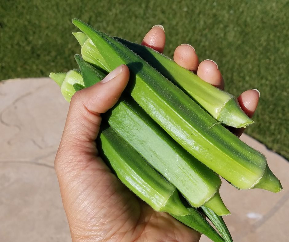 A handful of freshly picked green garden okra.