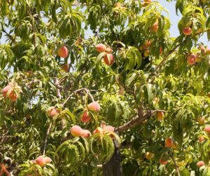A large peach tree in full sun covered in peaches.