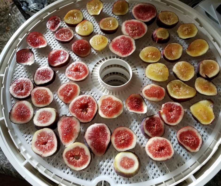 A dehydrator tray of sliced figs of yellow and red figs.