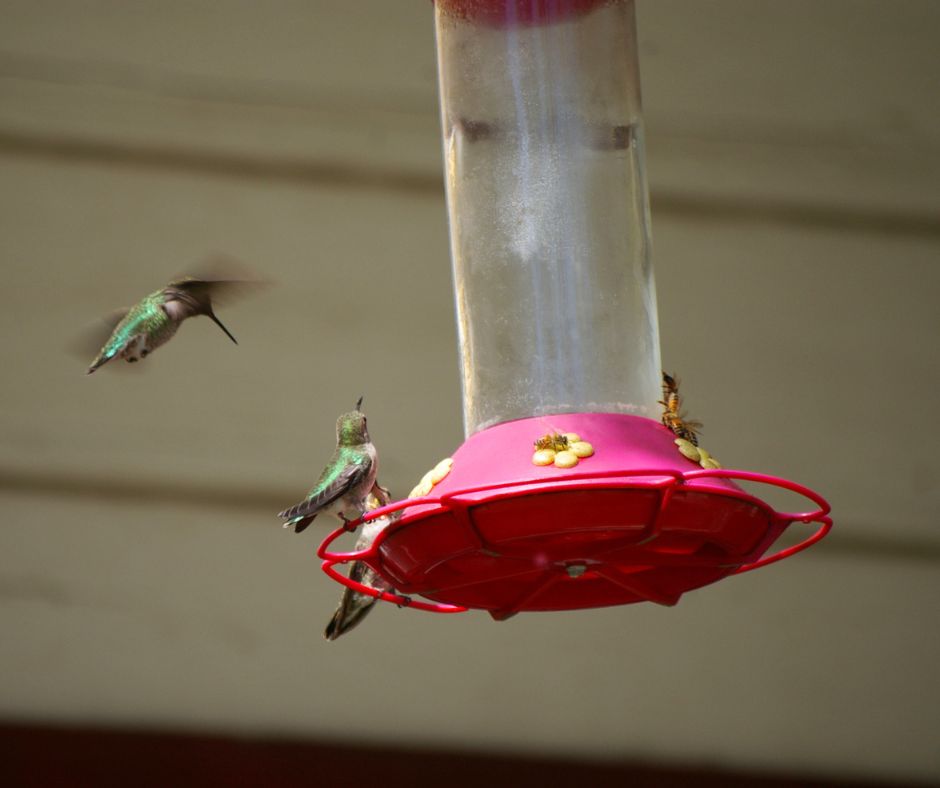 Hummingbirds and bees feeding at a hummingbird feeder.