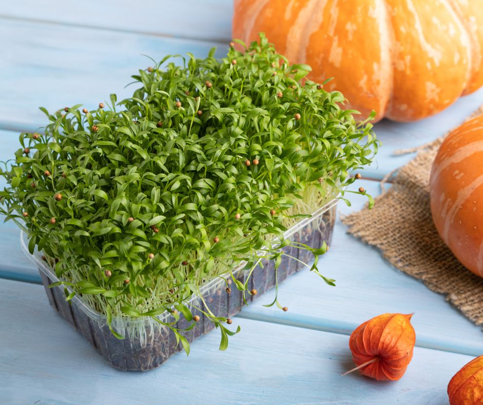 Healthy bright green cilantro microgreens at the cotyledon stage in a plastic grow tray on a sky blue table with orange pumpkins.