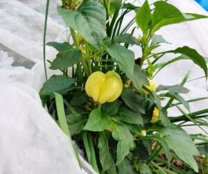 A white row cover pulled back to reveal yellow bell peppers growing on the plant. 