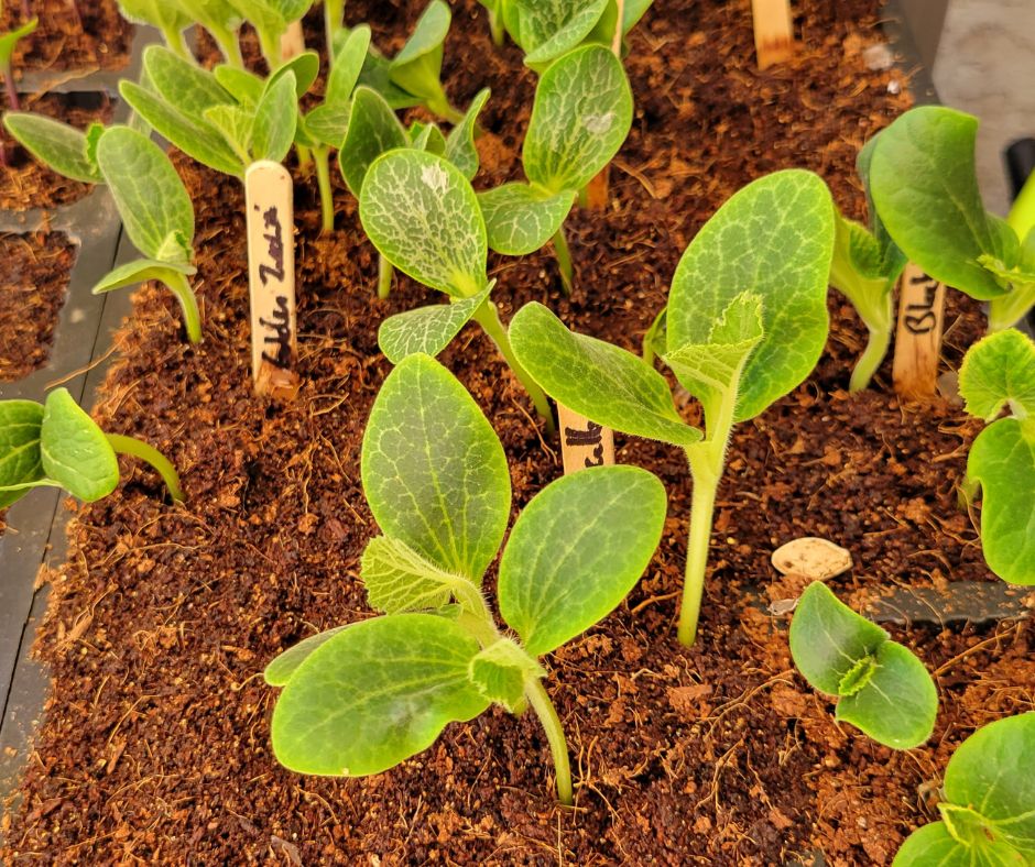 Fast growing squash seedlings in grow trays.