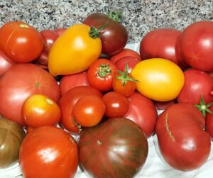 A mix harvest of red, yellow and striped heirloom tomatoes.