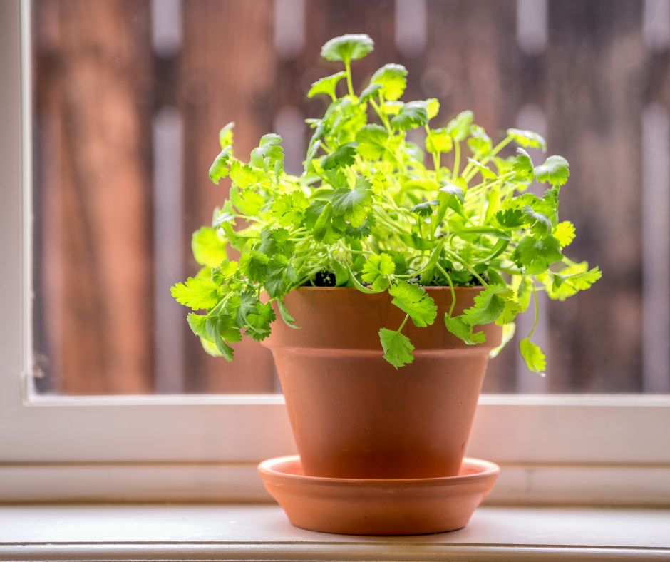 Cilantro growing in a small terracotta pot.
