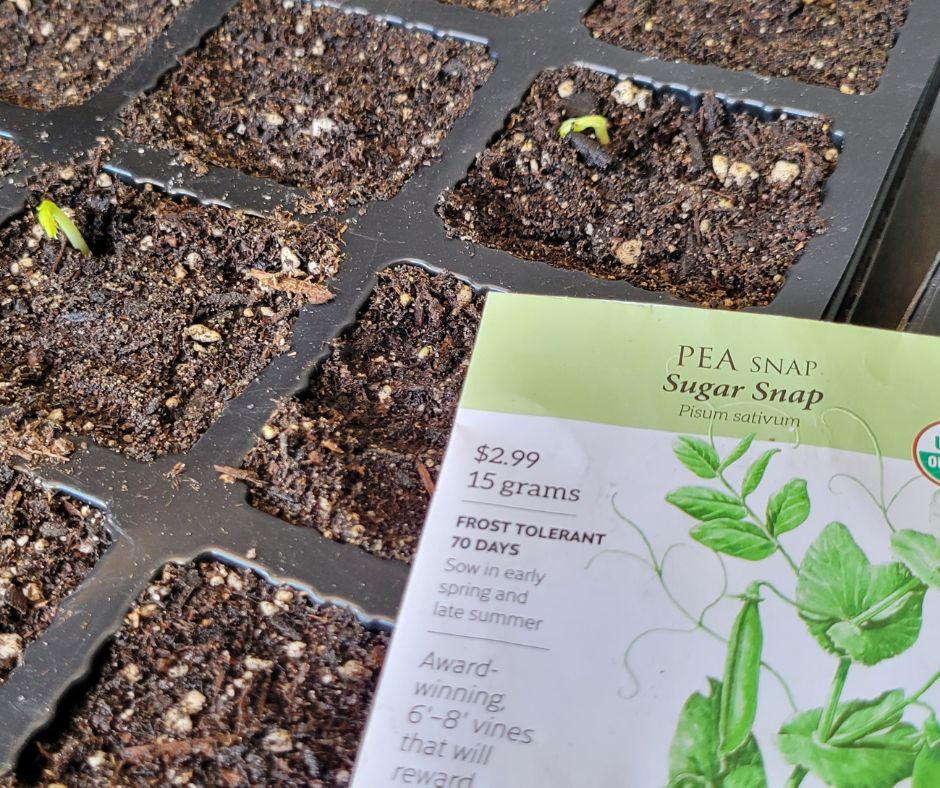 A plastic seed starting tray with sugar snap peas emerging and the seed packet.