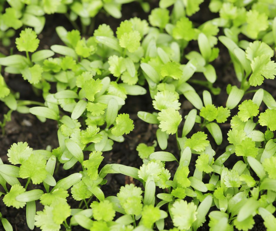Healthy bright green cilantro microgreens at the first true leaf stage.