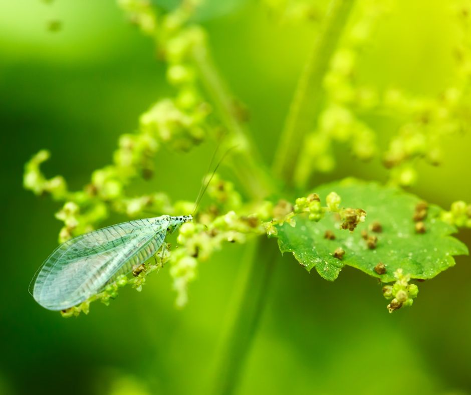 A transparent green lacewing on a leaf.
