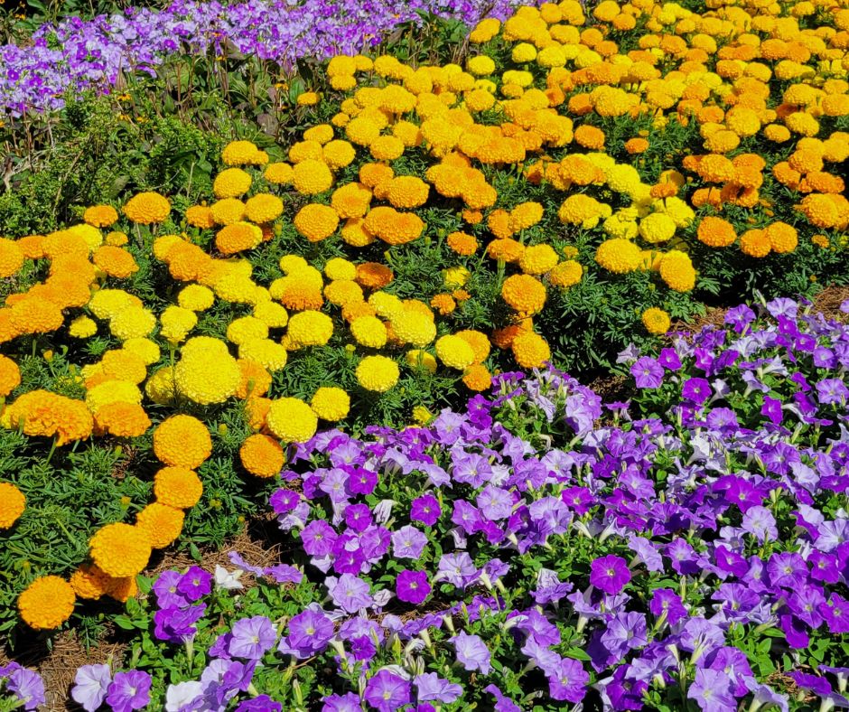 Densely planted rows of petunias and marigolds well known beneficial companion plants.