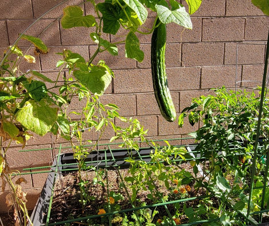 A cucumber growing and fruiting on a trellis over a raised grow bed.