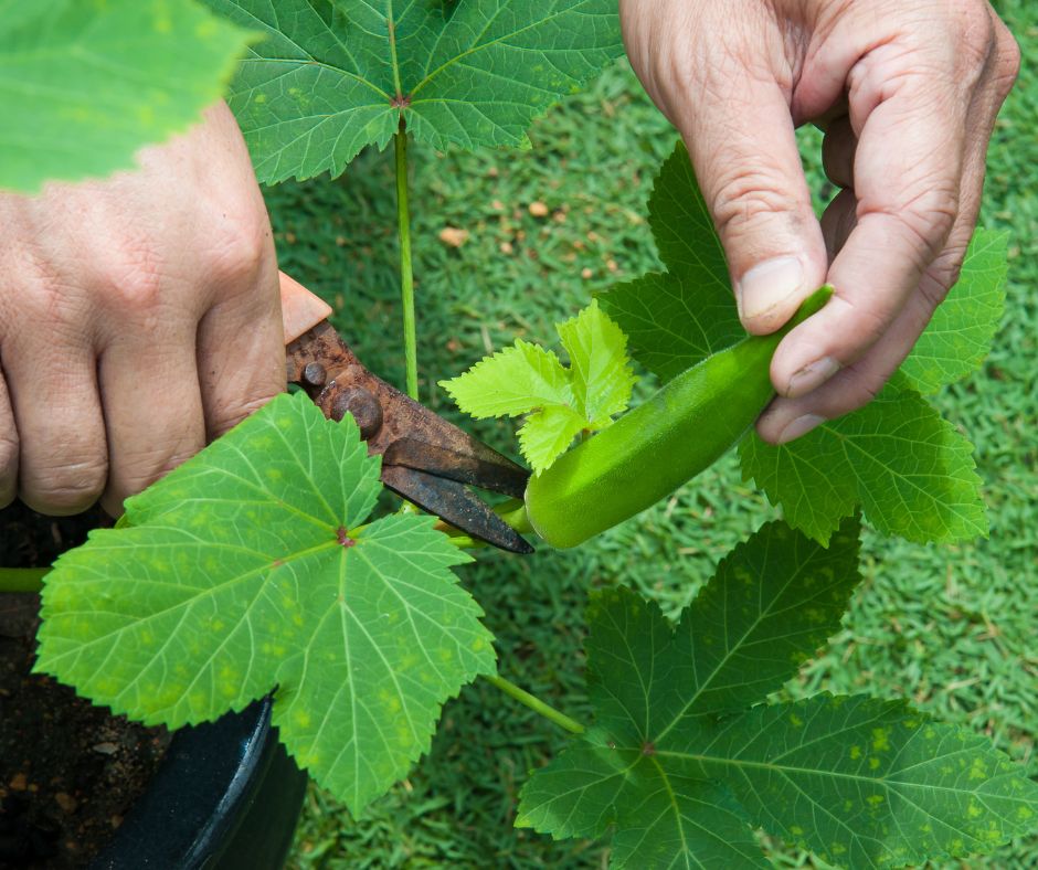 A gardener harvesting young okra pods from a plant growing in a pot.
