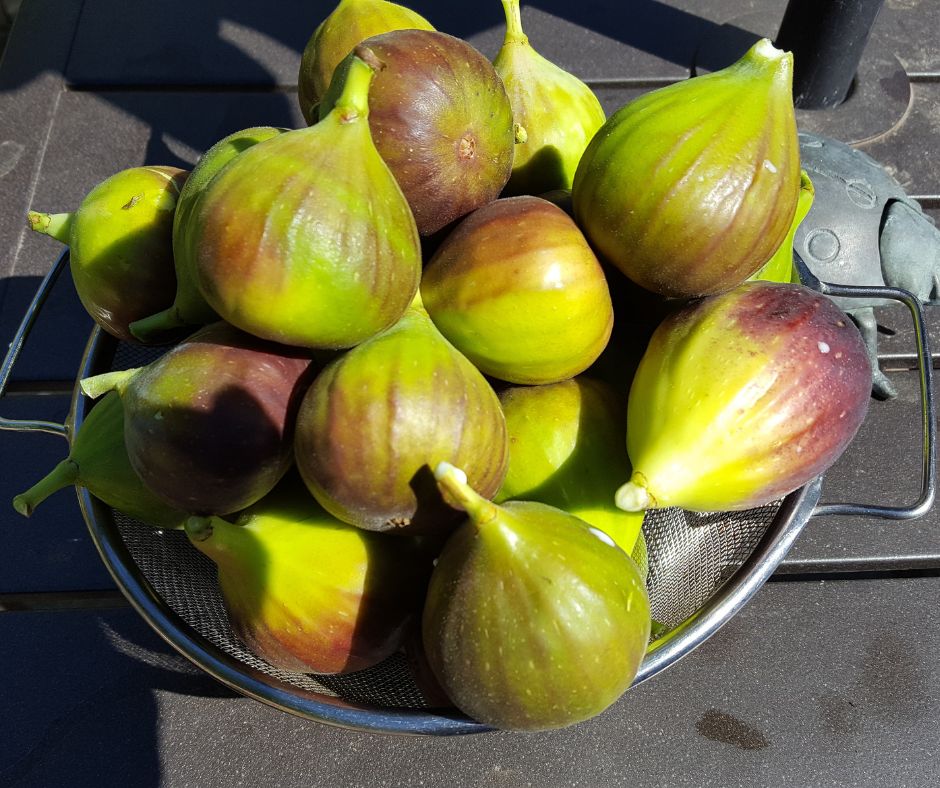 A basket of green and brown figs.