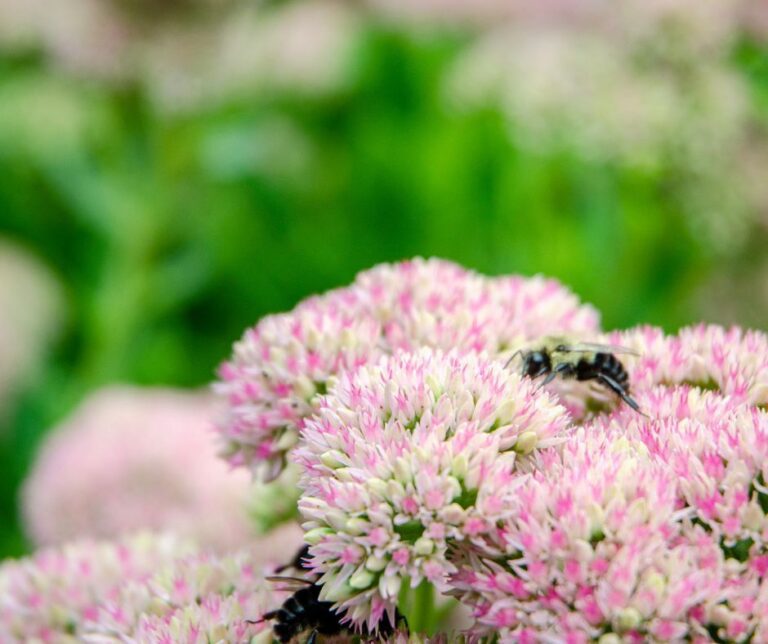 A native bee feed on white and pink flowers in an insectary garden.
