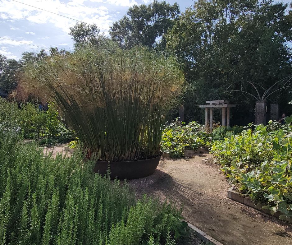 A large garden with large groupings of rosemary and squash.