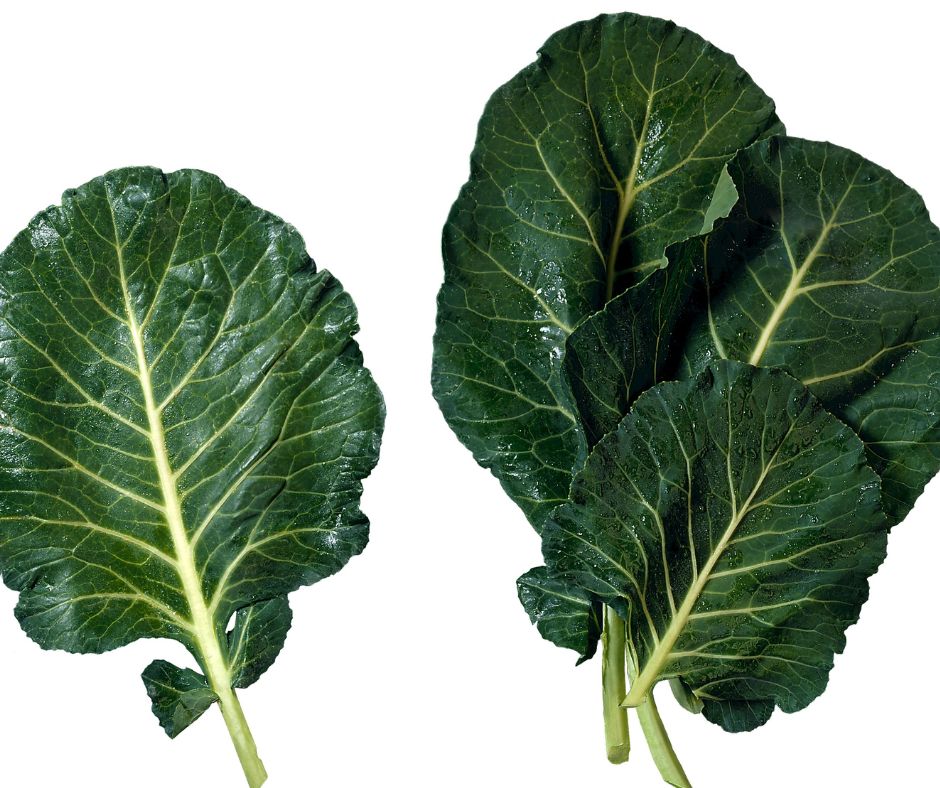 Freshly picked and rinsed collard green leaves.