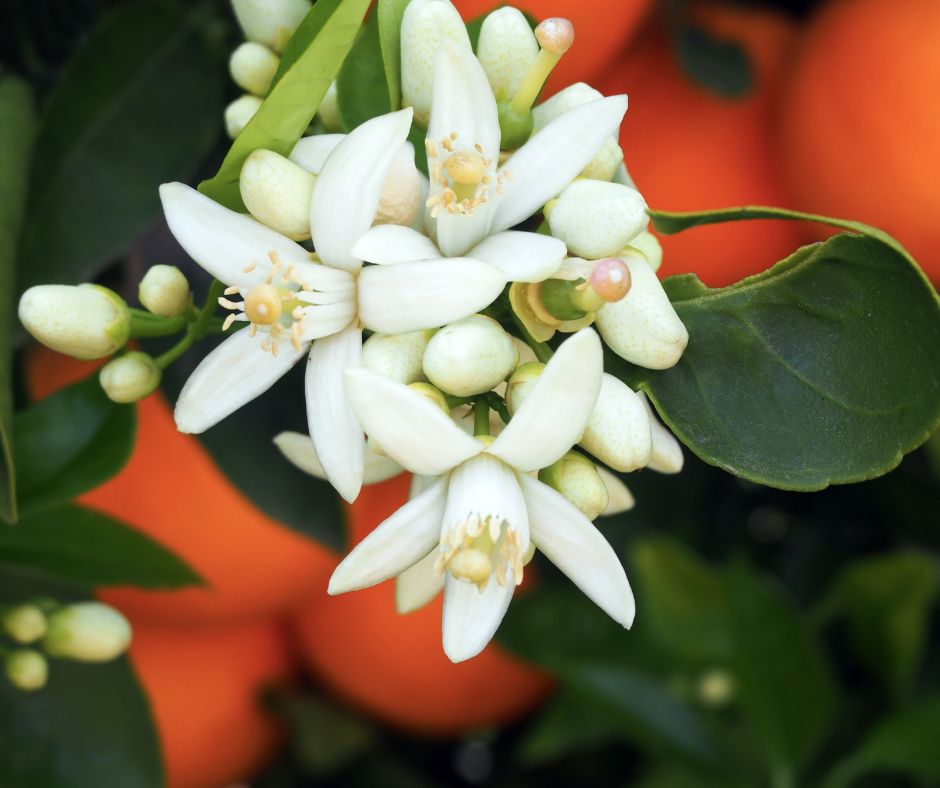 Orange tree flowers in front of hanging fruit.