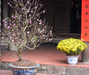 A potted flowering peach tree and yellow chrysanthemum flowers next to red Vietnamese Tet banner.