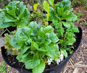 Romaine and loose leaf lettuce growing in grow bags with onions, parsley, and alyssum flowers.
