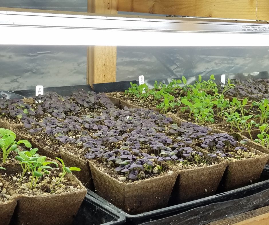 Vegetable seedlings growing in peat pots under grow lights.
