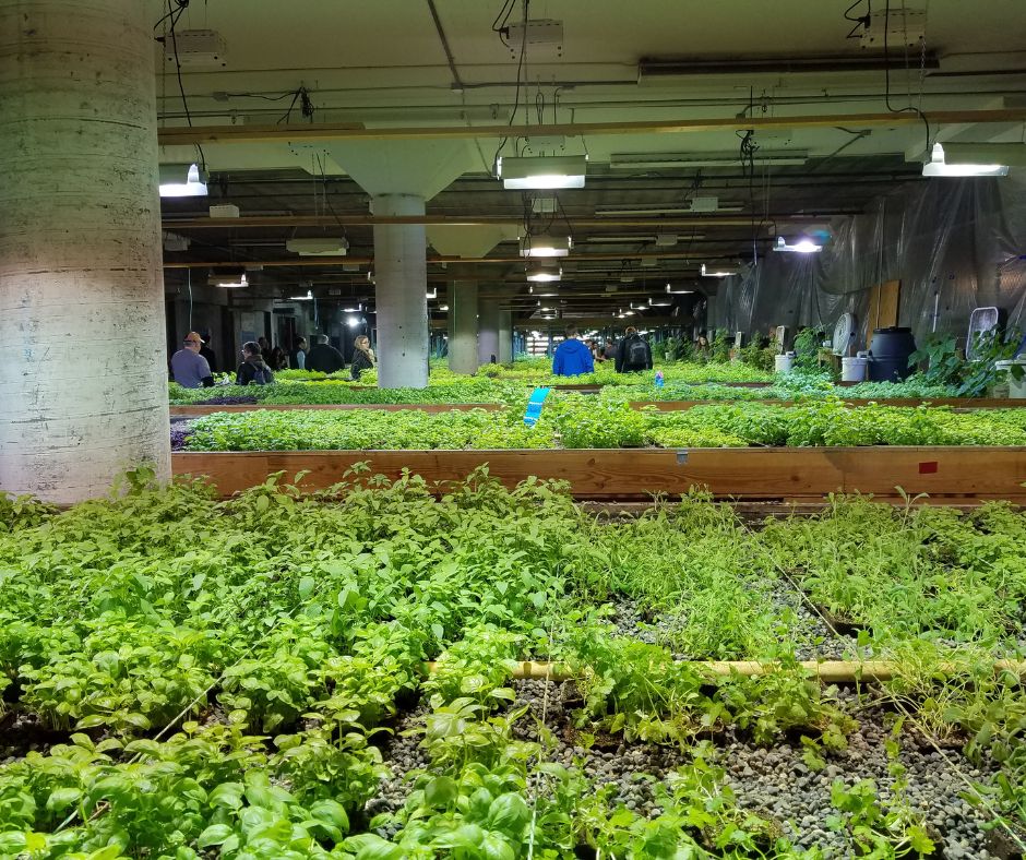 A large indoor aquaponics vegetable grow system with many modules of vegetable and herbs growing in gravel.