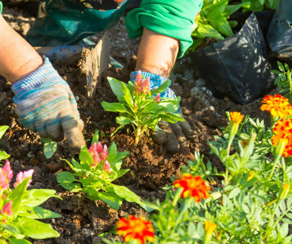 A gardener planting a variety of pink and orange flowers in a garden bed.