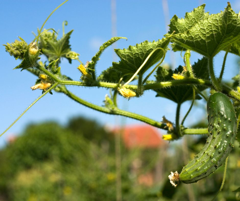 A cucumber vine and fruit in a garden.