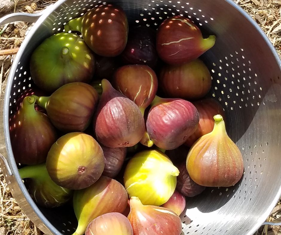 A strainer full of ripe figs.
