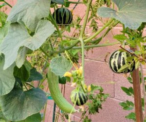 An light green Armenian cucumber growing and fruiting on a trellis with small melons.  