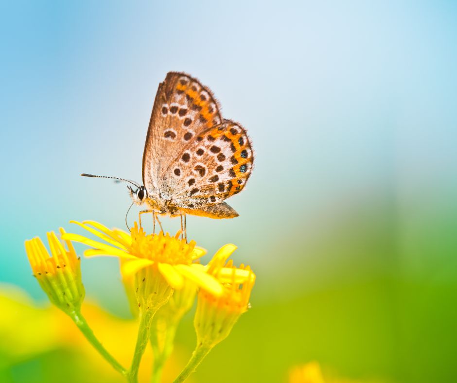 A spotted butterfly perched on yellow flowers.