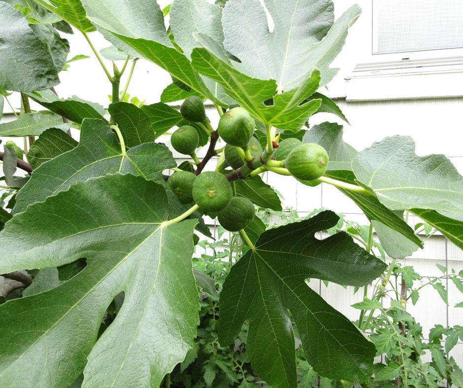 A cluster of green figs at the end of a branch.