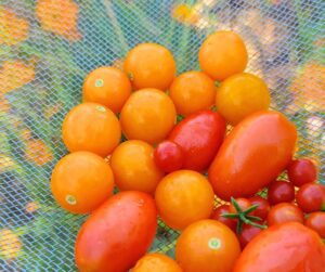 An assortment of red, yellow and cherry tomato.