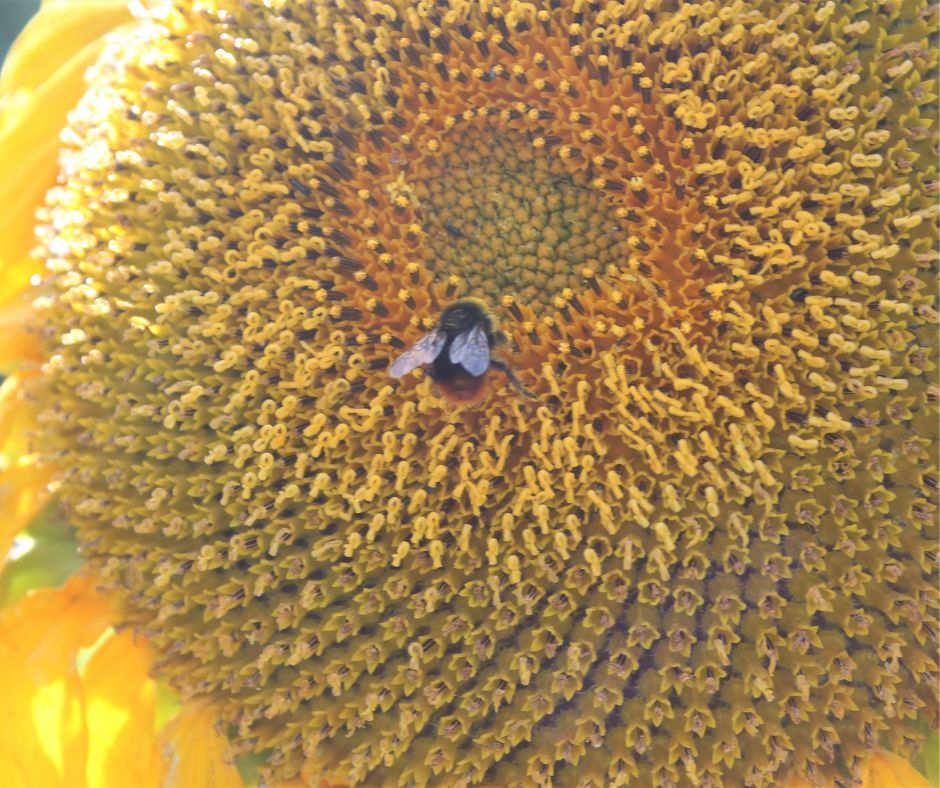 A bumble bee feeding at a sunflower head.