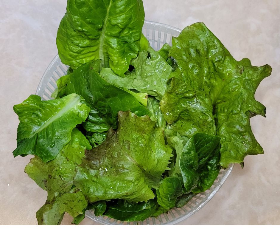 An assortment of homegrown leaf lettuce in a strainer ready for a salad.