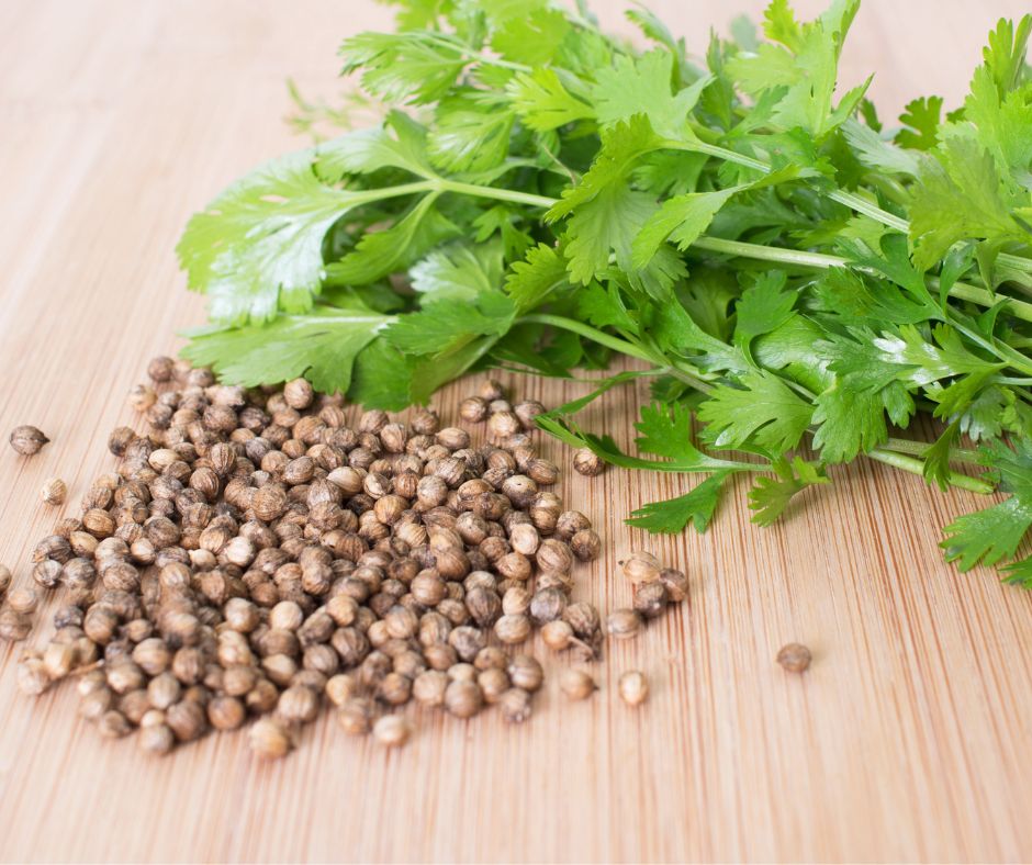 Mature cilantro leaves next cilantro shizocarp commonly called seeds on a wooden surface.