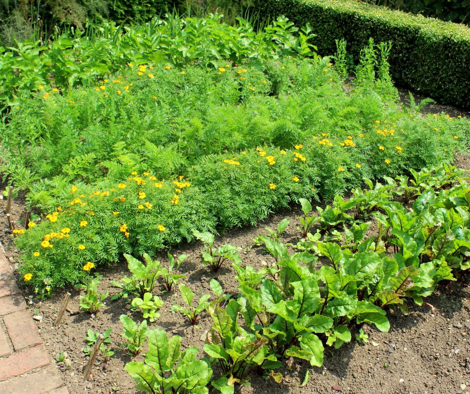 Flowers, herbs and vegetables growing in alternating rows to achieve the beneficial effects of companion gardening.