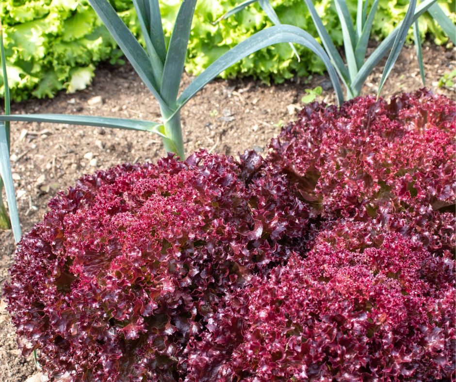 Onions growing in between patches of red and green leaf lettuce.