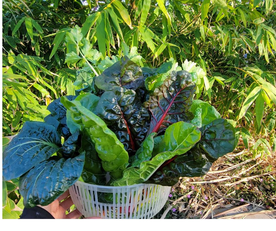 A fresh picked mix of leafy greens. Including chard, collards, and celery.